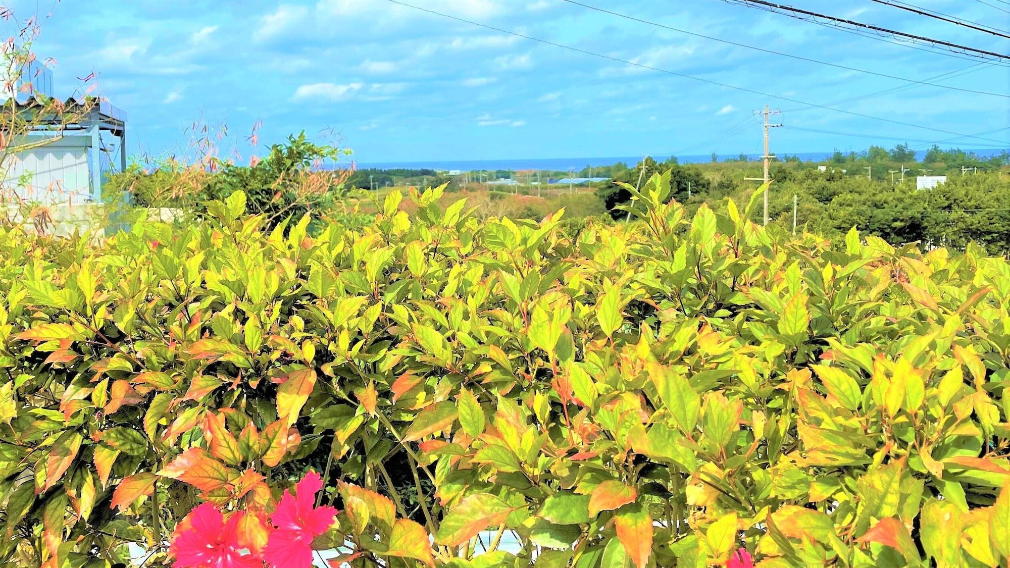 Villa Rose Terrace Bise Motobu Exterior foto
